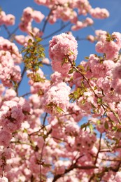 Beautiful blossoming sakura tree with pink flowers against blue sky. Spring season