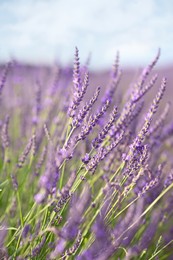 Beautiful blooming lavender plants growing in field, closeup