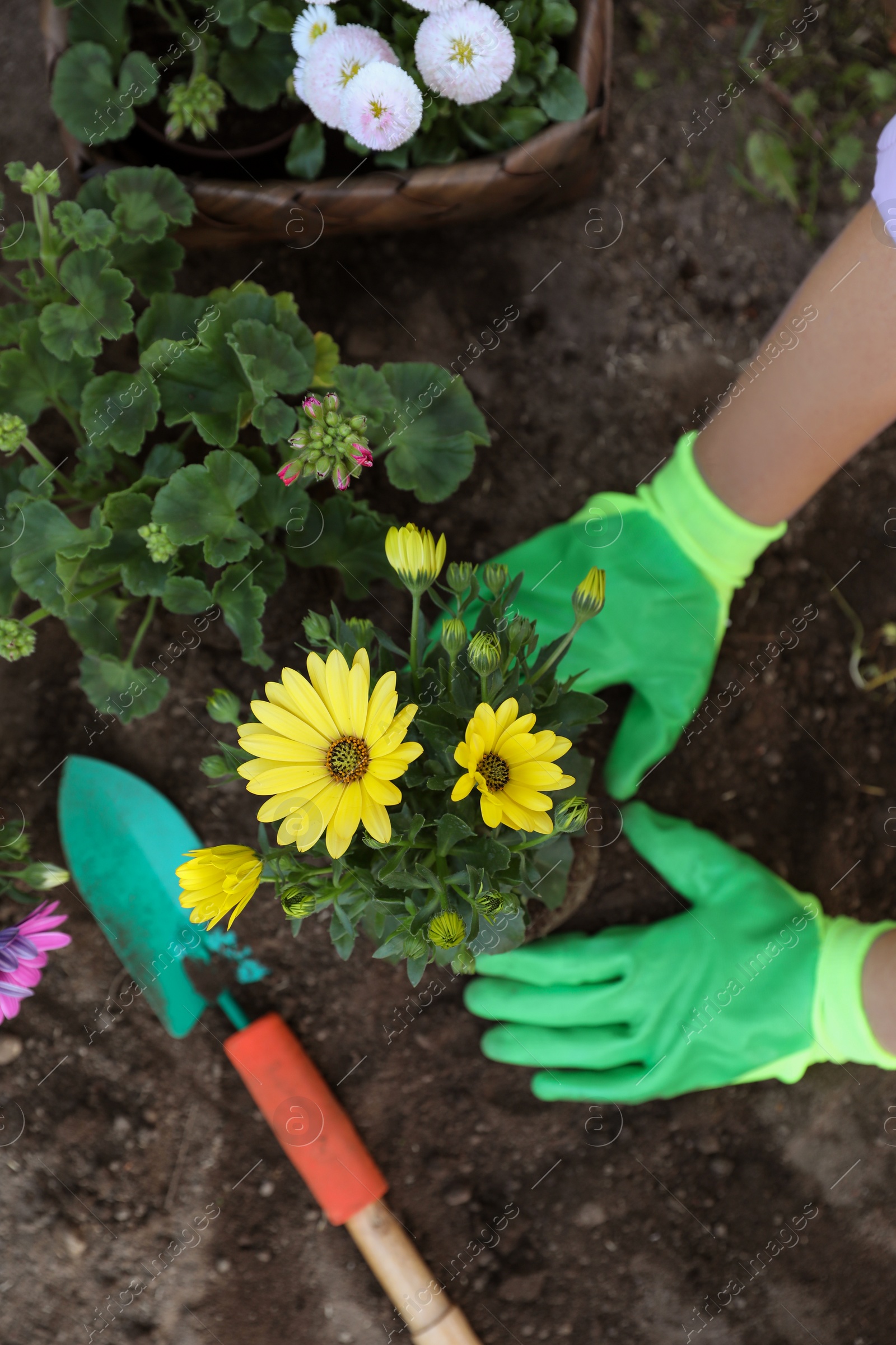 Photo of Woman in gardening gloves planting beautiful blooming flowers outdoors, top view