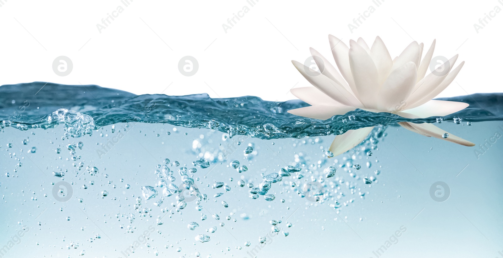 Image of Beautiful lotus flower on water against white background