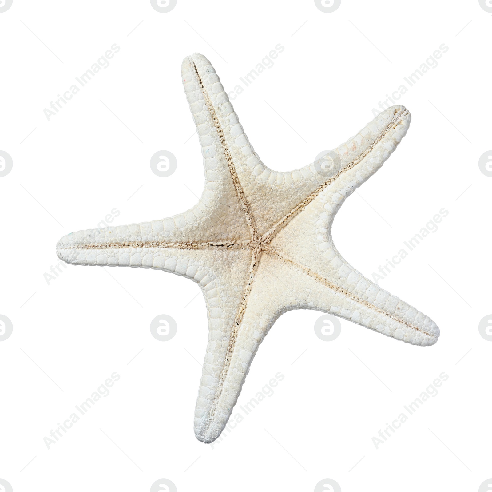 Photo of Beautiful sea star isolated on white. Beach object