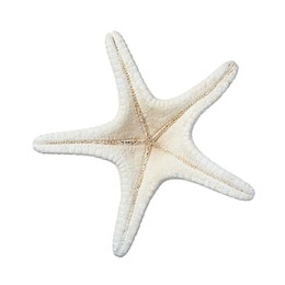 Photo of Beautiful sea star isolated on white. Beach object