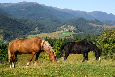 Photo of Beautiful view of horses grazing on green mountain hill