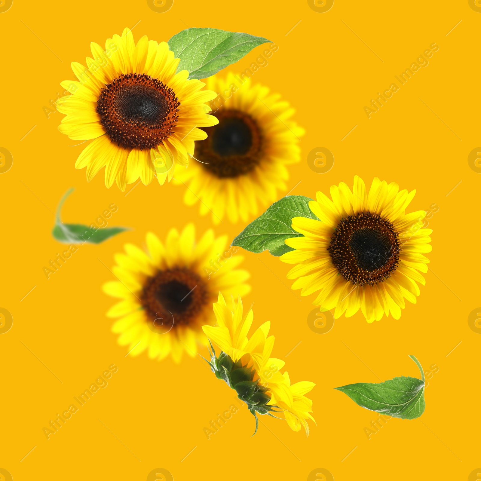 Image of Bright sunflowers in air on golden background