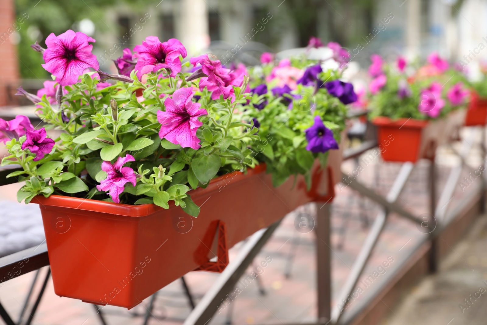 Photo of Beautiful pink petunia flowers in plant pot outdoors