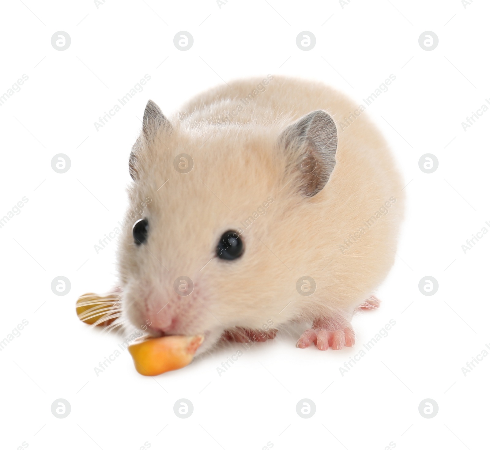 Photo of Cute little hamster eating on white background