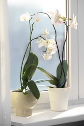 Photo of Blooming white orchid flowers in pots on windowsill