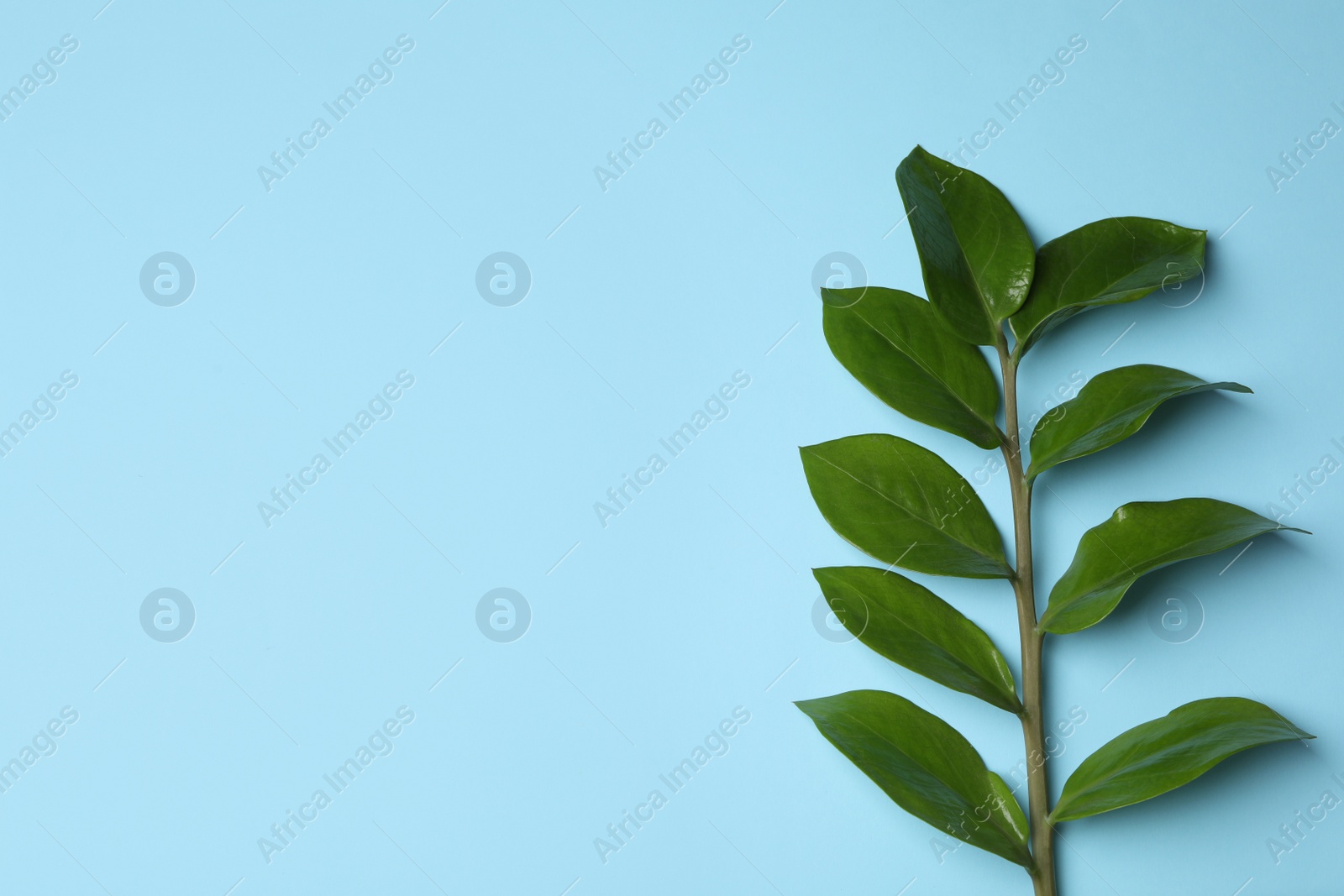 Photo of Branch of tropical zamioculcas plant with leaves on color background, top view. Space for text