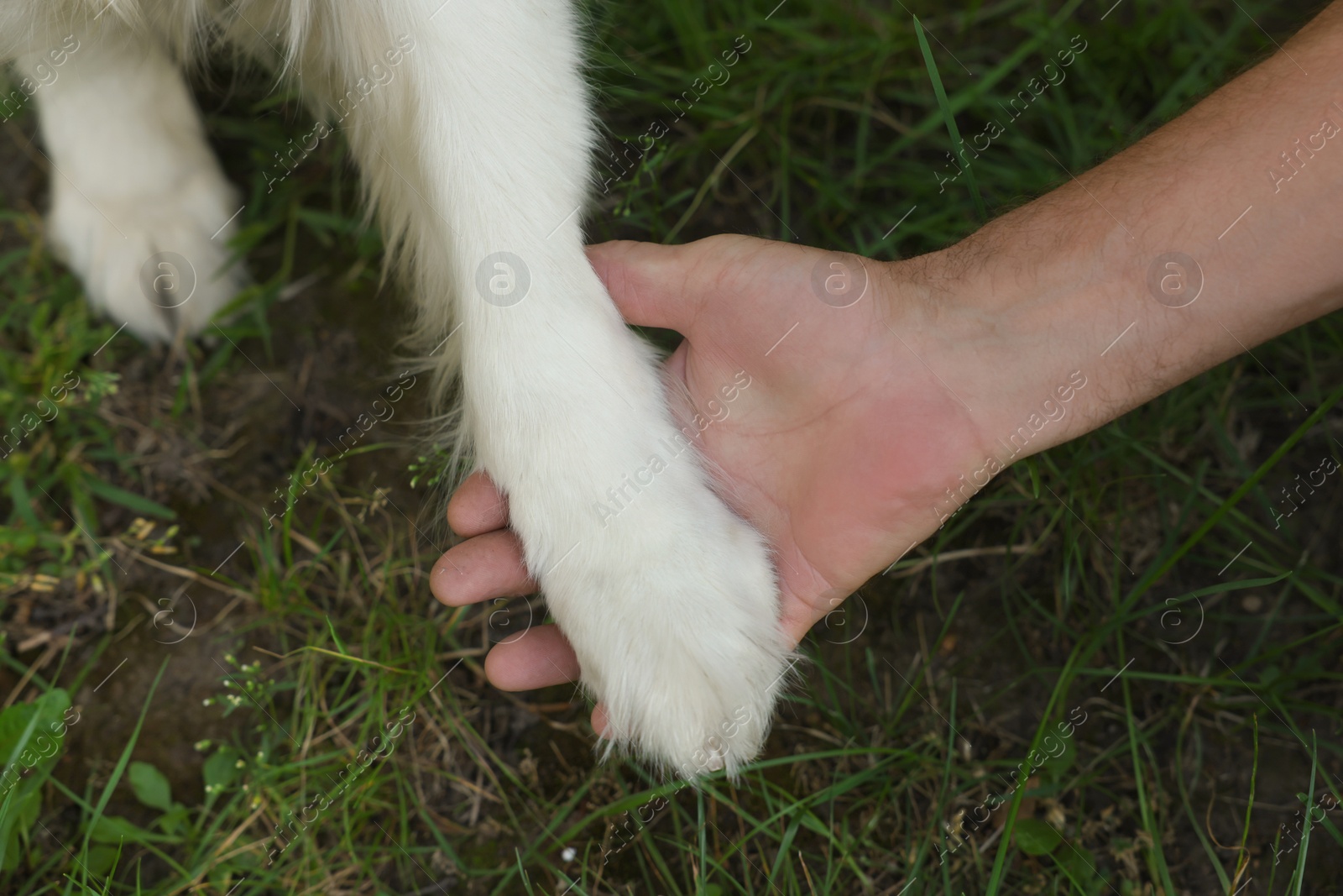 Photo of Man holding dog's paw in park, top view