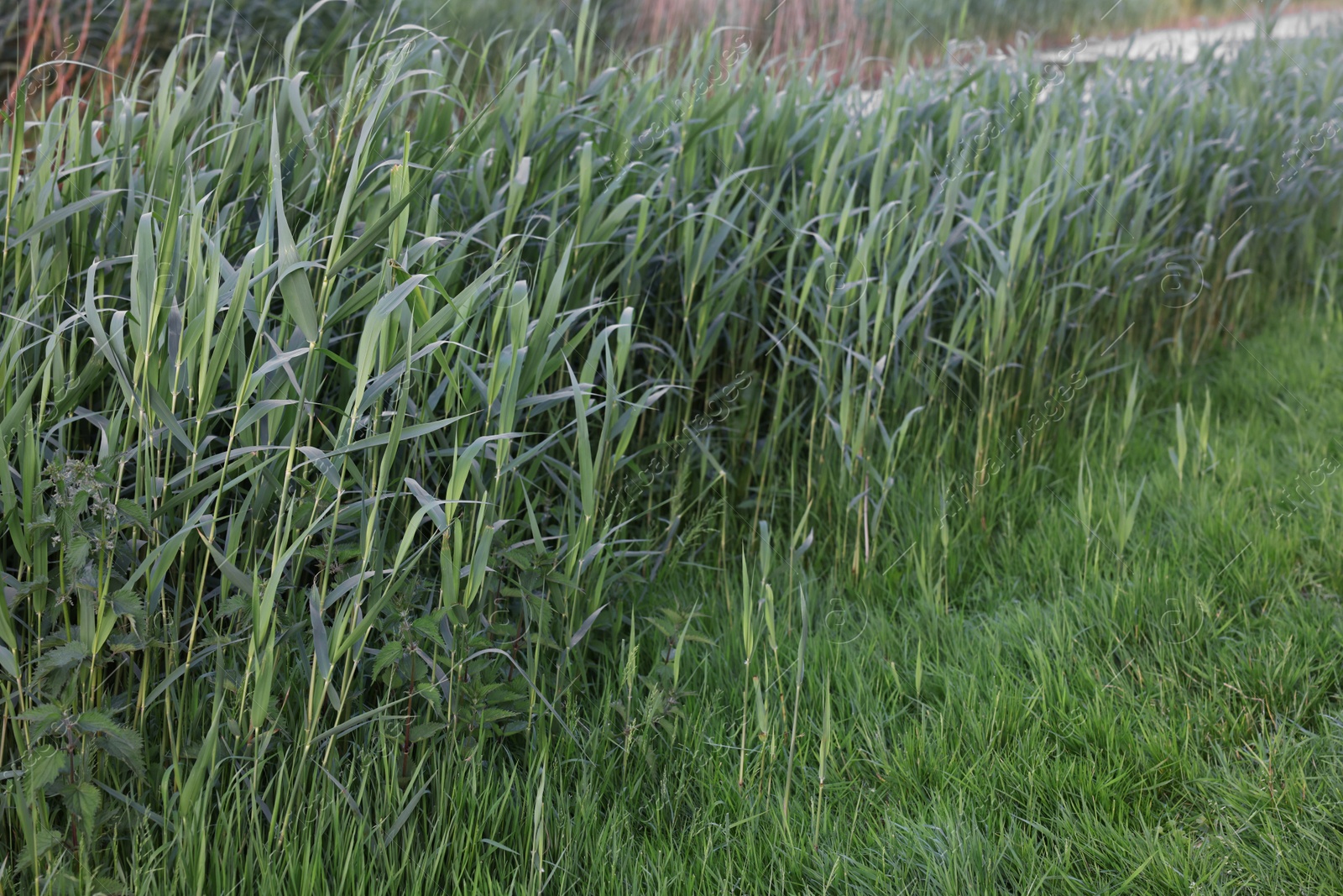 Photo of Beautiful view of green reed plants growing outdoors