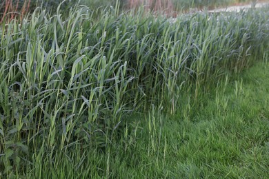 Photo of Beautiful view of green reed plants growing outdoors