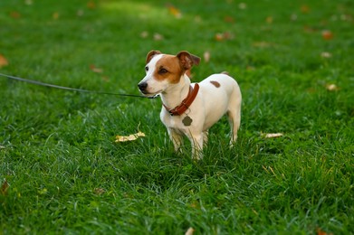 Photo of Adorable Jack Russell Terrier on green grass. Dog walking