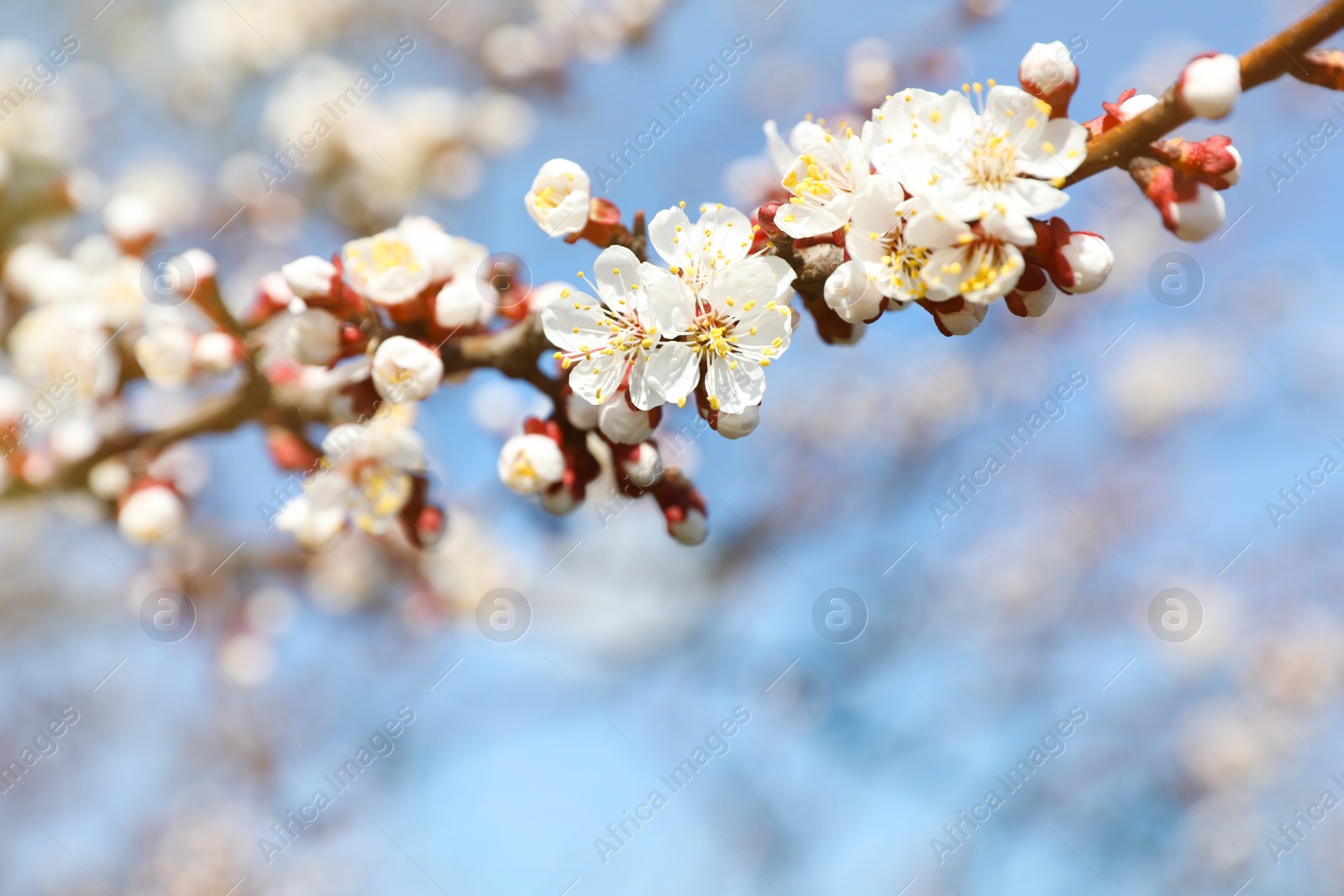 Photo of Beautiful apricot tree branch with tiny tender flowers against blue sky, space for text. Awesome spring blossom