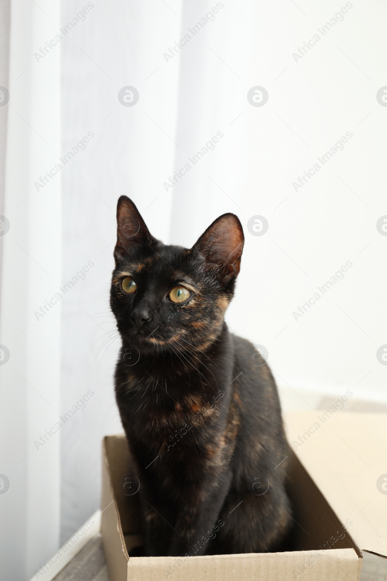 Photo of Cute black cat sitting in cardboard box near window at home