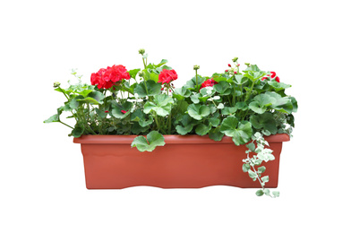 Image of Beautiful red flowers in plant pot on white background 