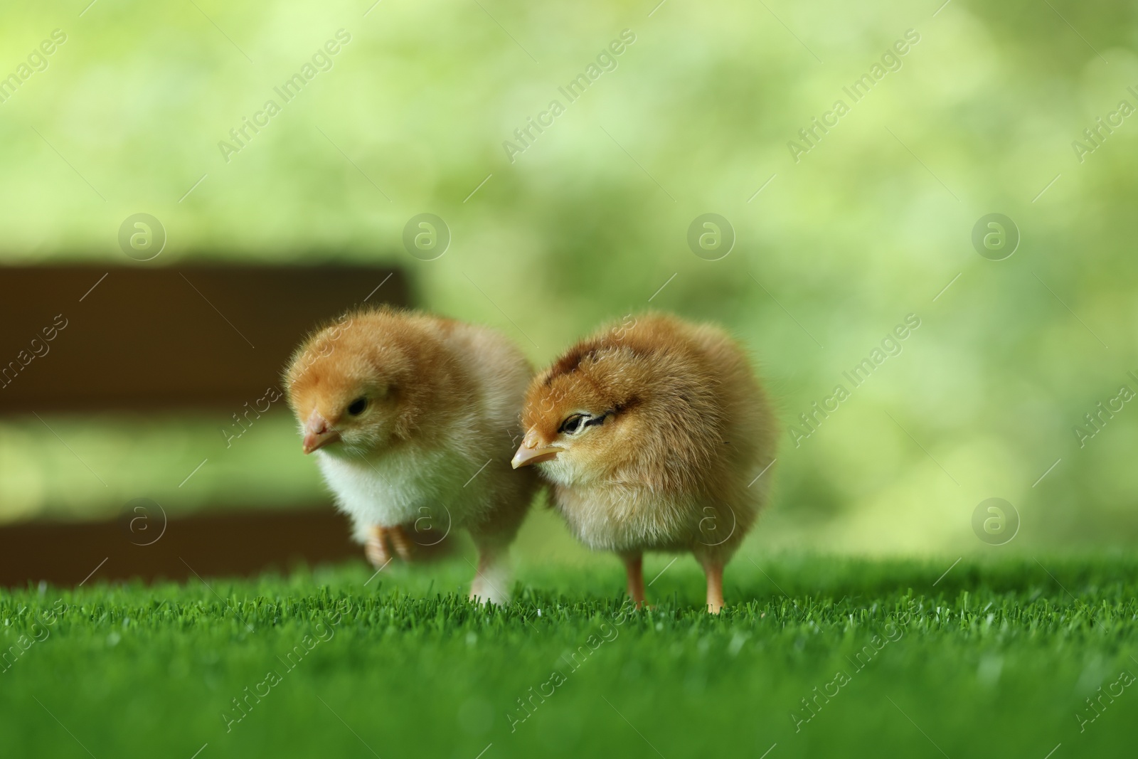 Photo of Two cute chicks on green artificial grass outdoors, closeup. Baby animals