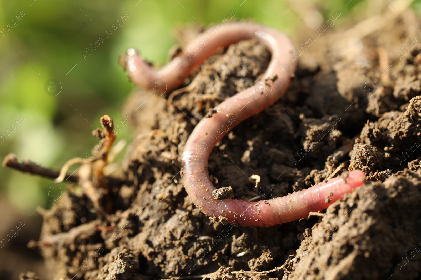 Photo of One worm crawling in wet soil on sunny day, closeup