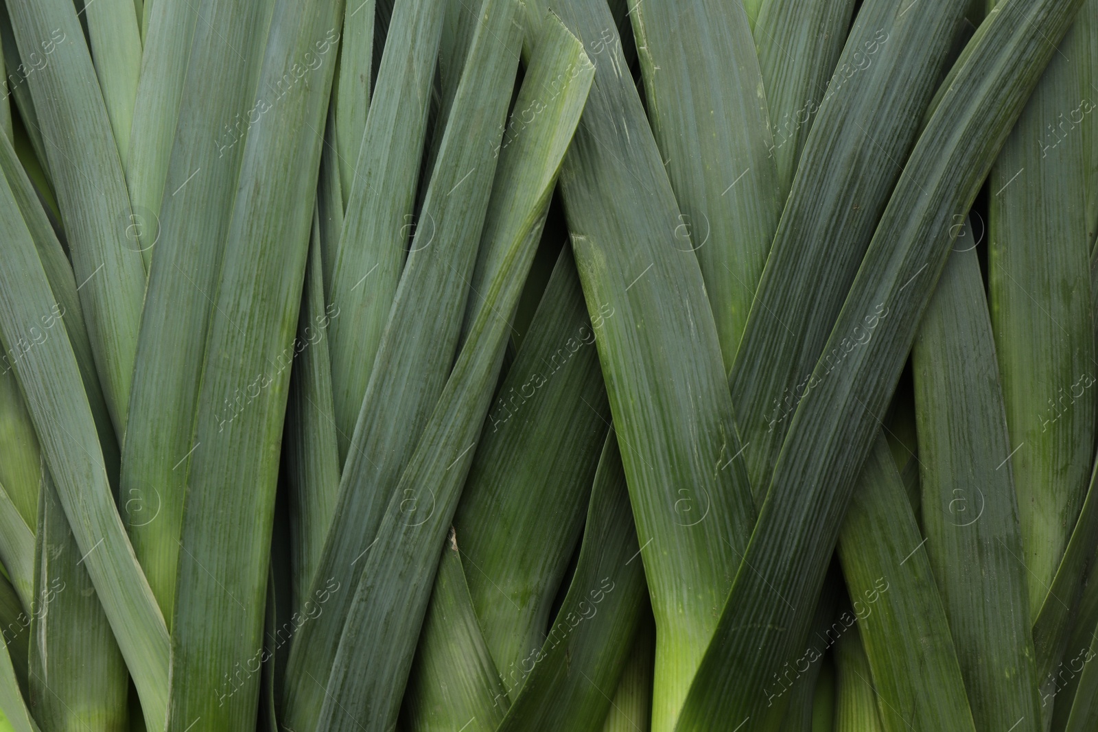 Photo of Fresh raw leeks as background, top view