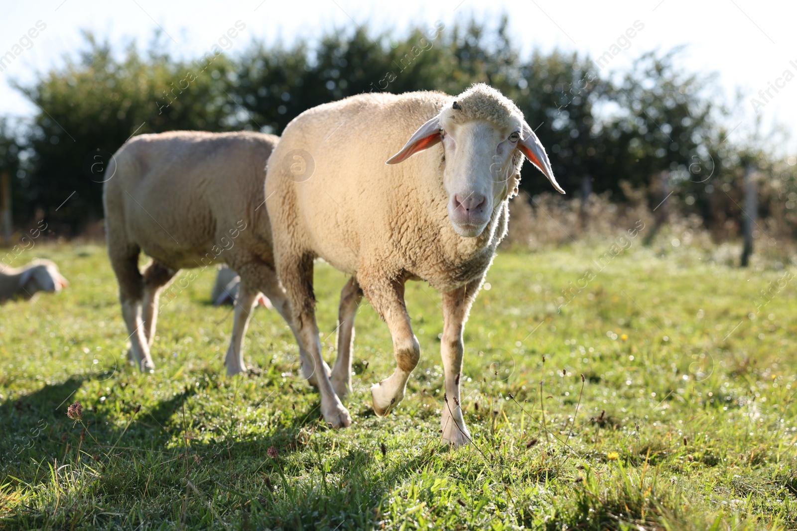 Photo of Cute sheep grazing outdoors on sunny day. Farm animals