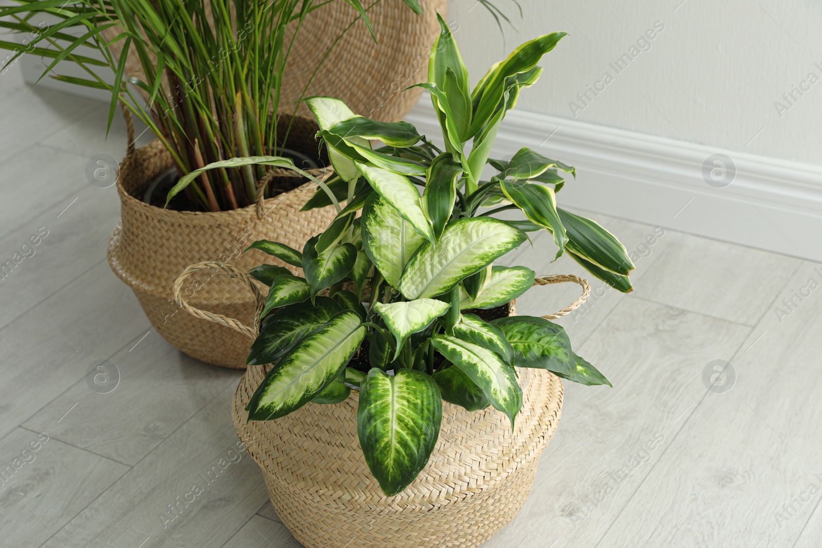 Photo of Houseplants in wicker pots on floor indoors. Interior design