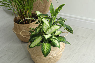 Houseplants in wicker pots on floor indoors. Interior design