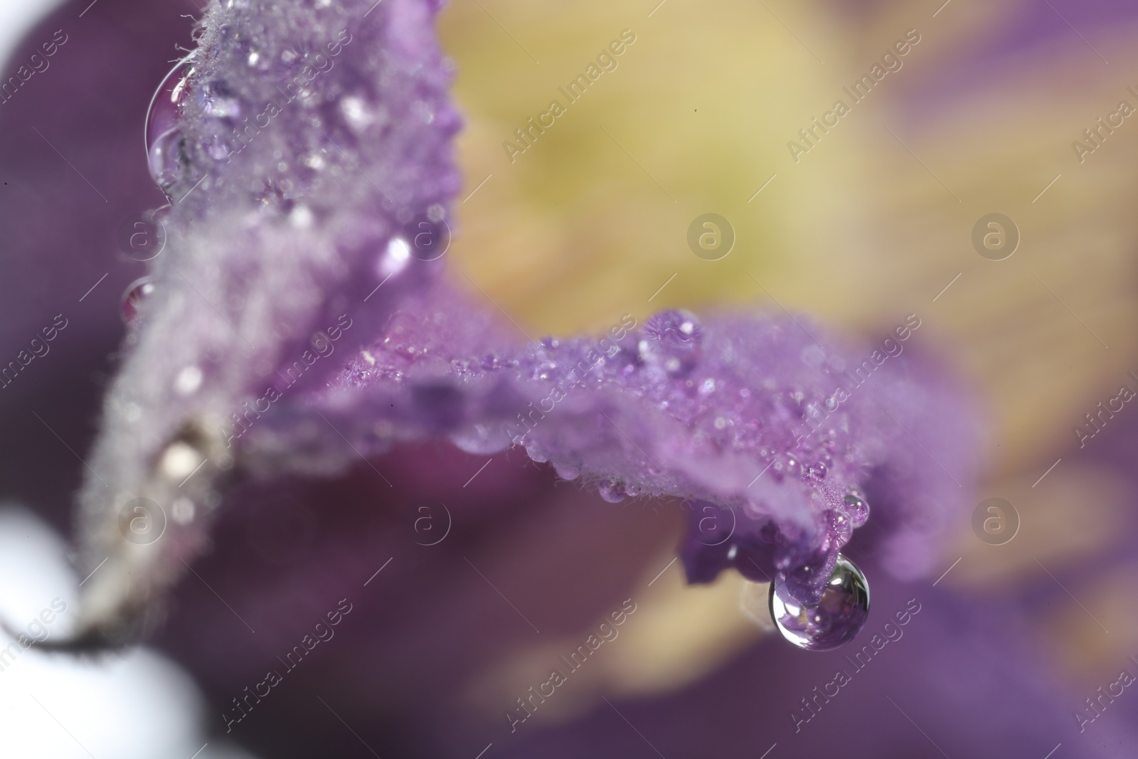 Photo of Beautiful purple Clematis flower with water drops as background, macro view