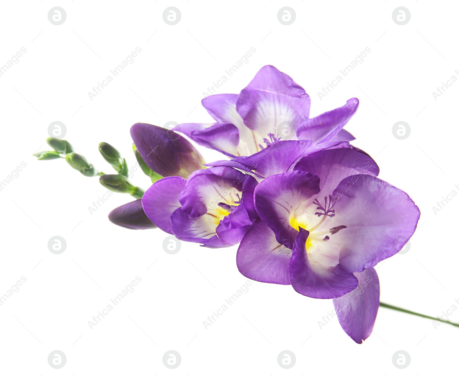 Photo of Beautiful freesia flower on white background