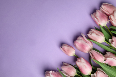 Photo of Beautiful pink spring tulips on lilac background, flat lay. Space for text
