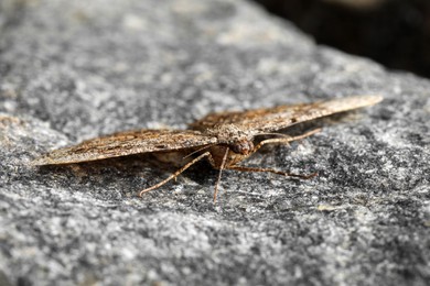 Photo of Alcis repandata moth on grey textured stone, closeup