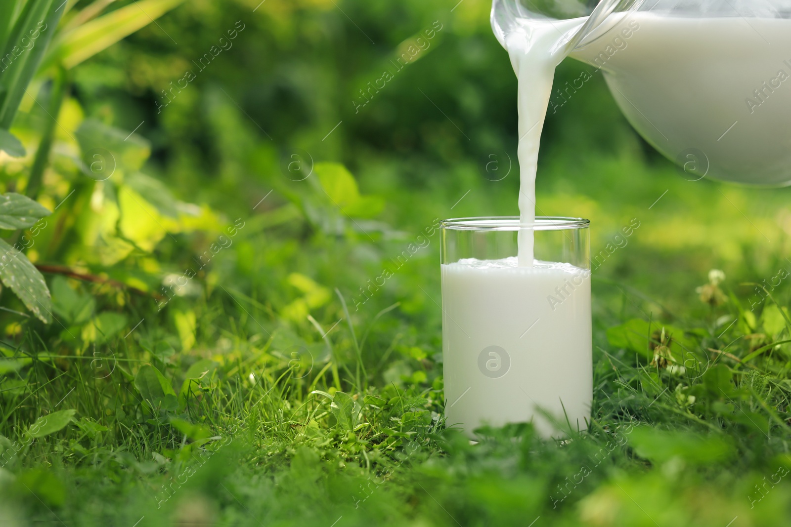 Photo of Pouring tasty fresh milk from jug into glass on green grass outdoors, closeup. Space for text