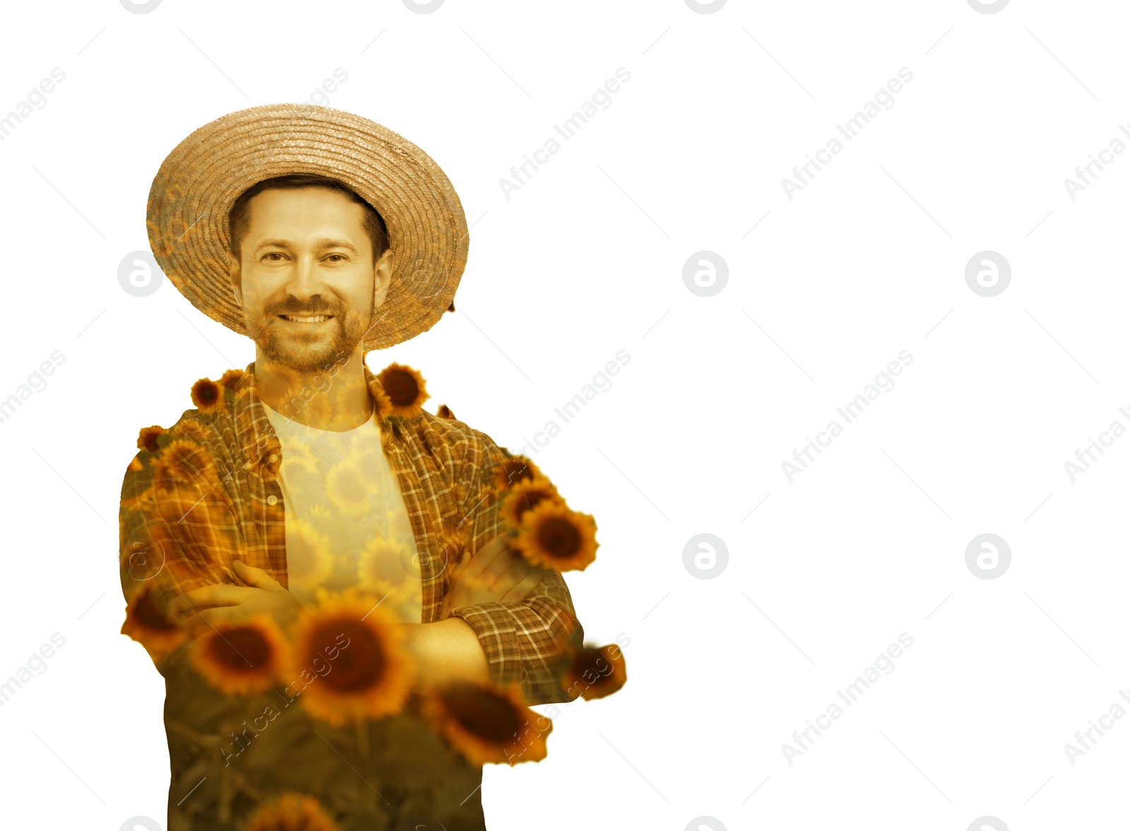 Image of Double exposure of farmer and sunflower field on white background