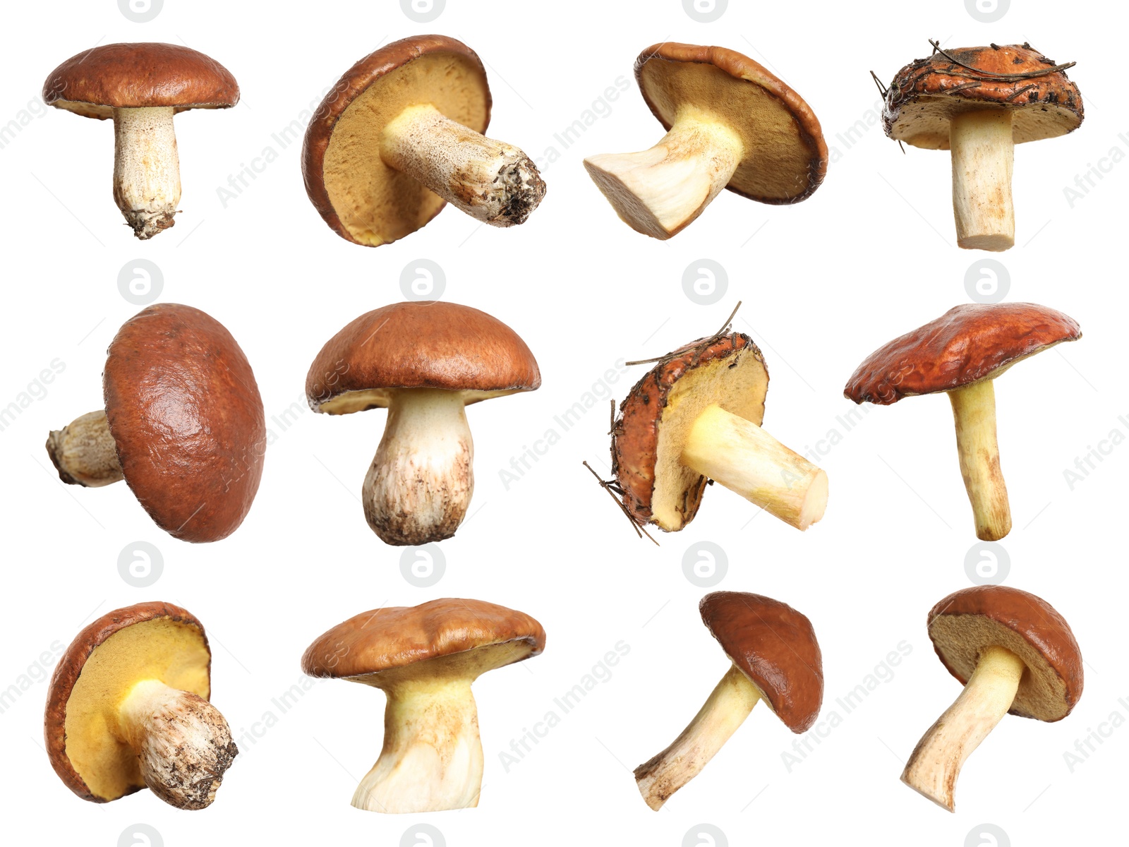 Image of Set of fresh slippery jack mushrooms on white background