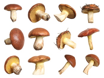 Image of Set of fresh slippery jack mushrooms on white background
