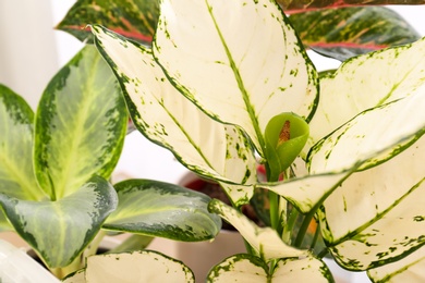 Exotic houseplants with beautiful leaves on light background, closeup