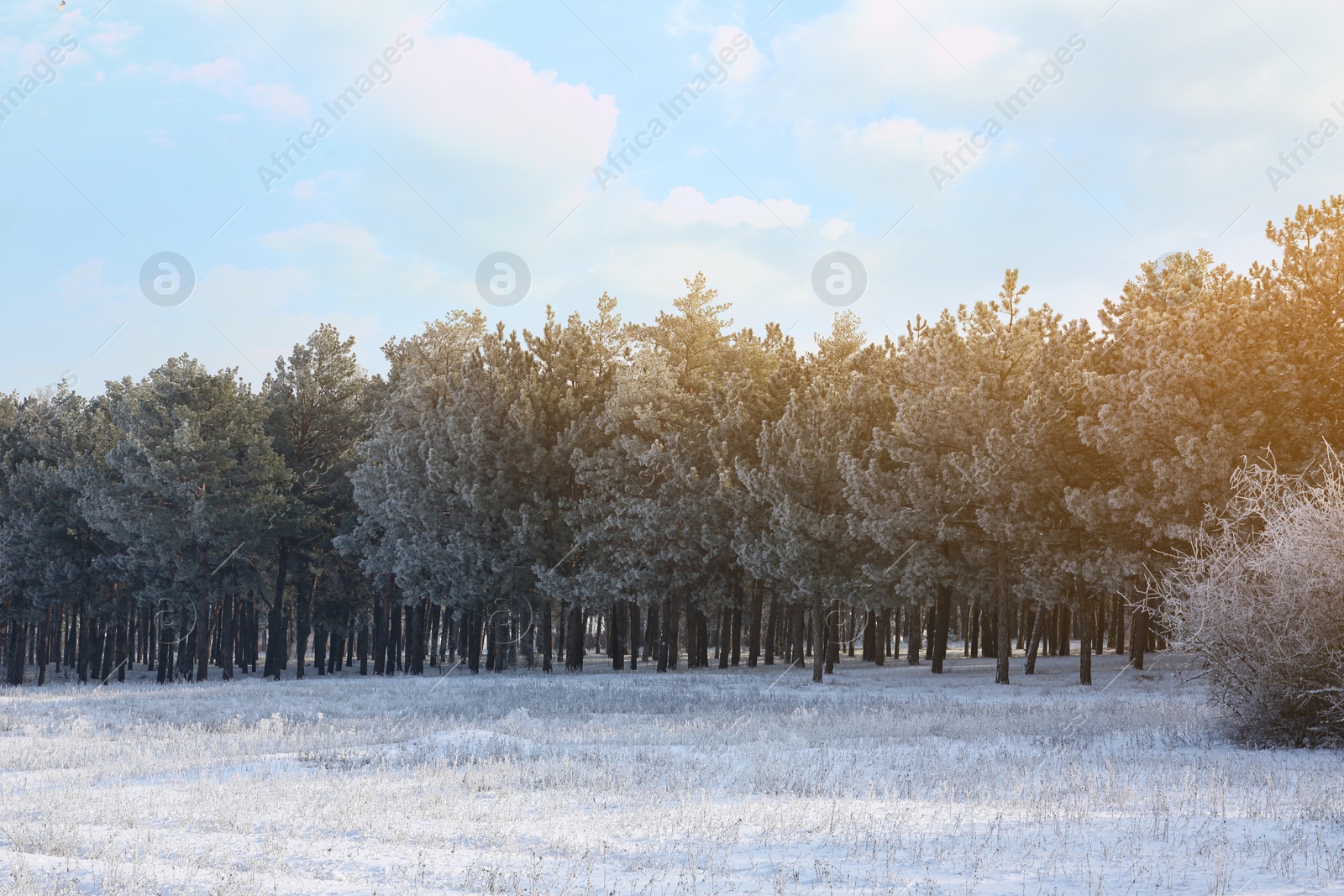 Photo of Beautiful forest covered with snow in winter