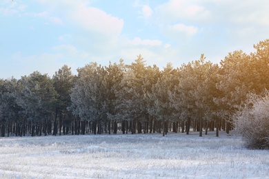 Photo of Beautiful forest covered with snow in winter