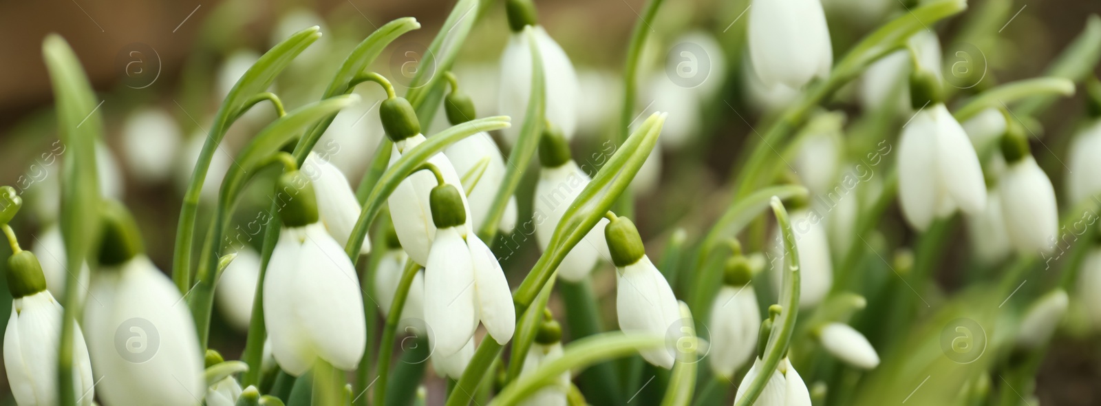 Image of Closeup view of beautiful snowdrops growing outdoors, banner design. First spring flowers