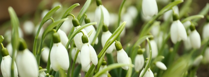 Image of Closeup view of beautiful snowdrops growing outdoors, banner design. First spring flowers