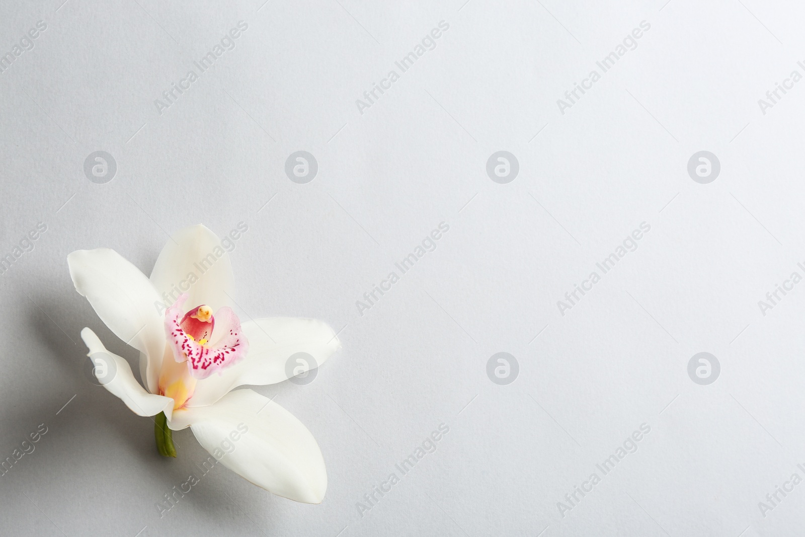 Photo of Beautiful tropical orchid flower on grey background, top view. Space for text