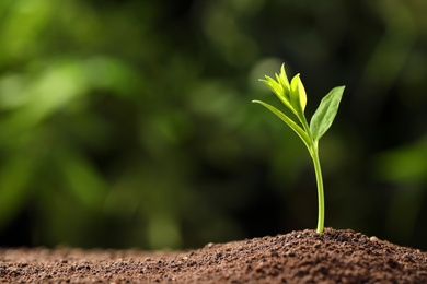 Photo of Young plant in fertile soil on blurred background, space for text. Gardening time