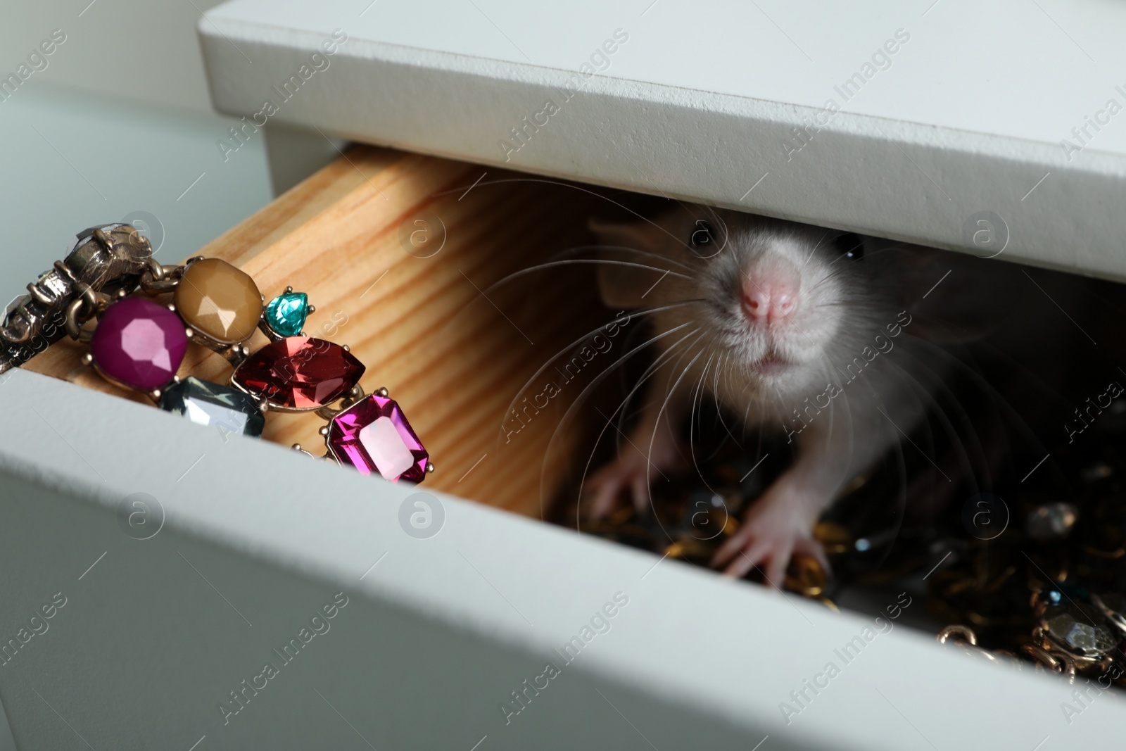 Photo of Cute small rat with jewelry in chest of drawers, closeup