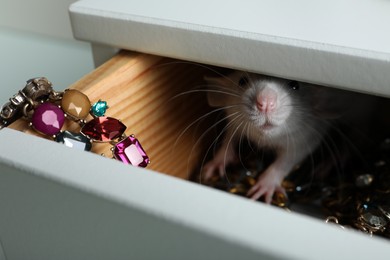 Cute small rat with jewelry in chest of drawers, closeup