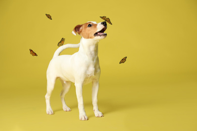 Cute Jack Russel Terrier and butterflies on yellow background. Lovely dog