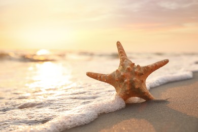 Photo of Beautiful sea star in sunlit sand at sunset, space for text