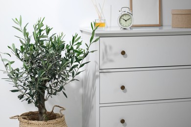 Photo of Olive tree in pot near white cabinet in room. Interior design