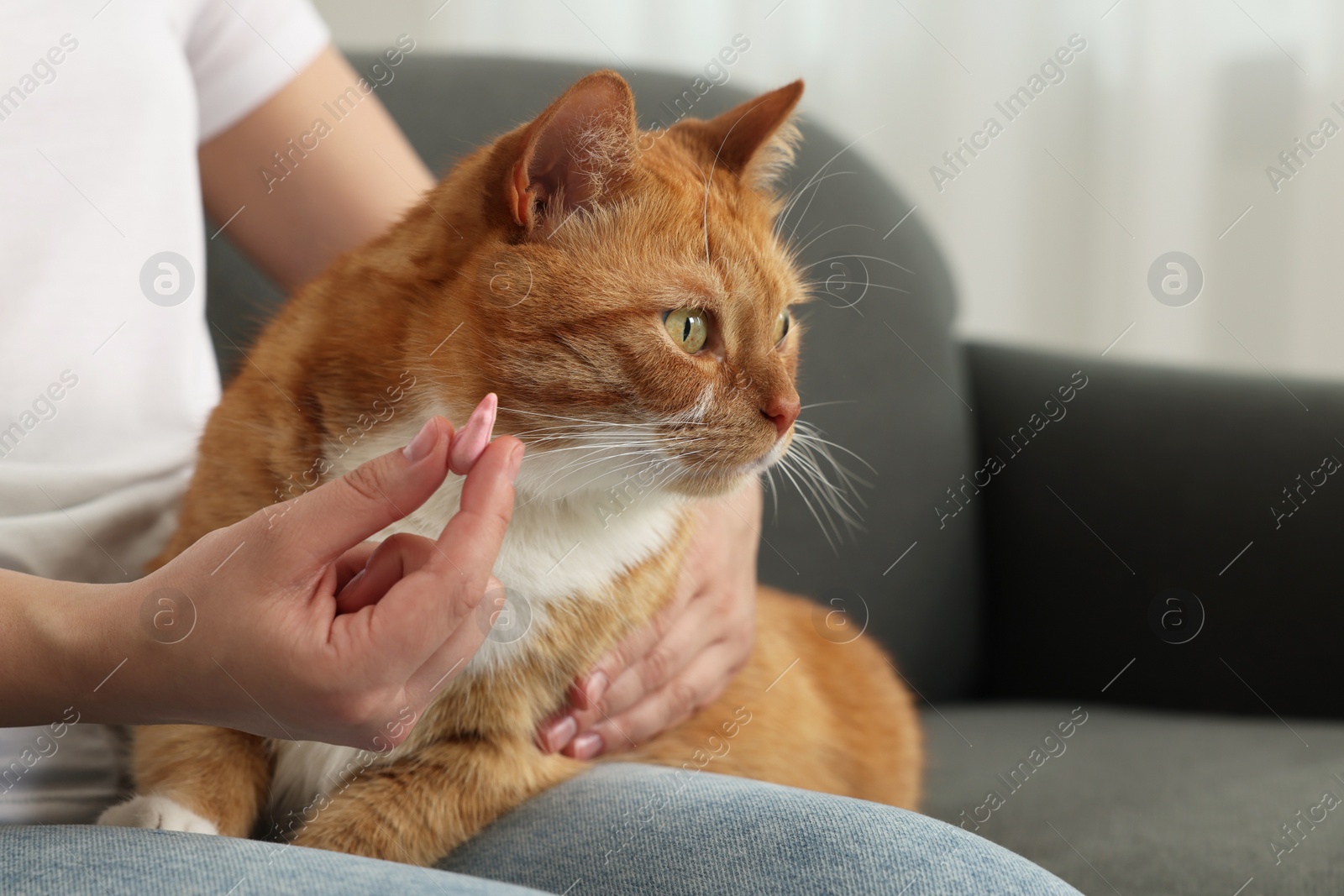 Photo of Woman giving vitamin pill to cute cat indoors, closeup. Space for text