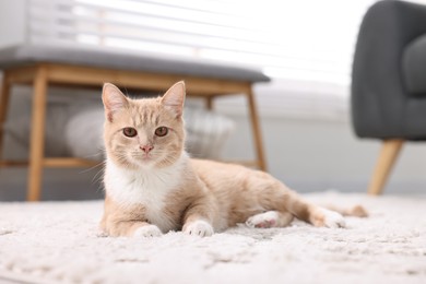 Cute ginger cat lying on floor at home