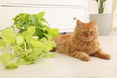 Adorable cat near green houseplant on floor at home