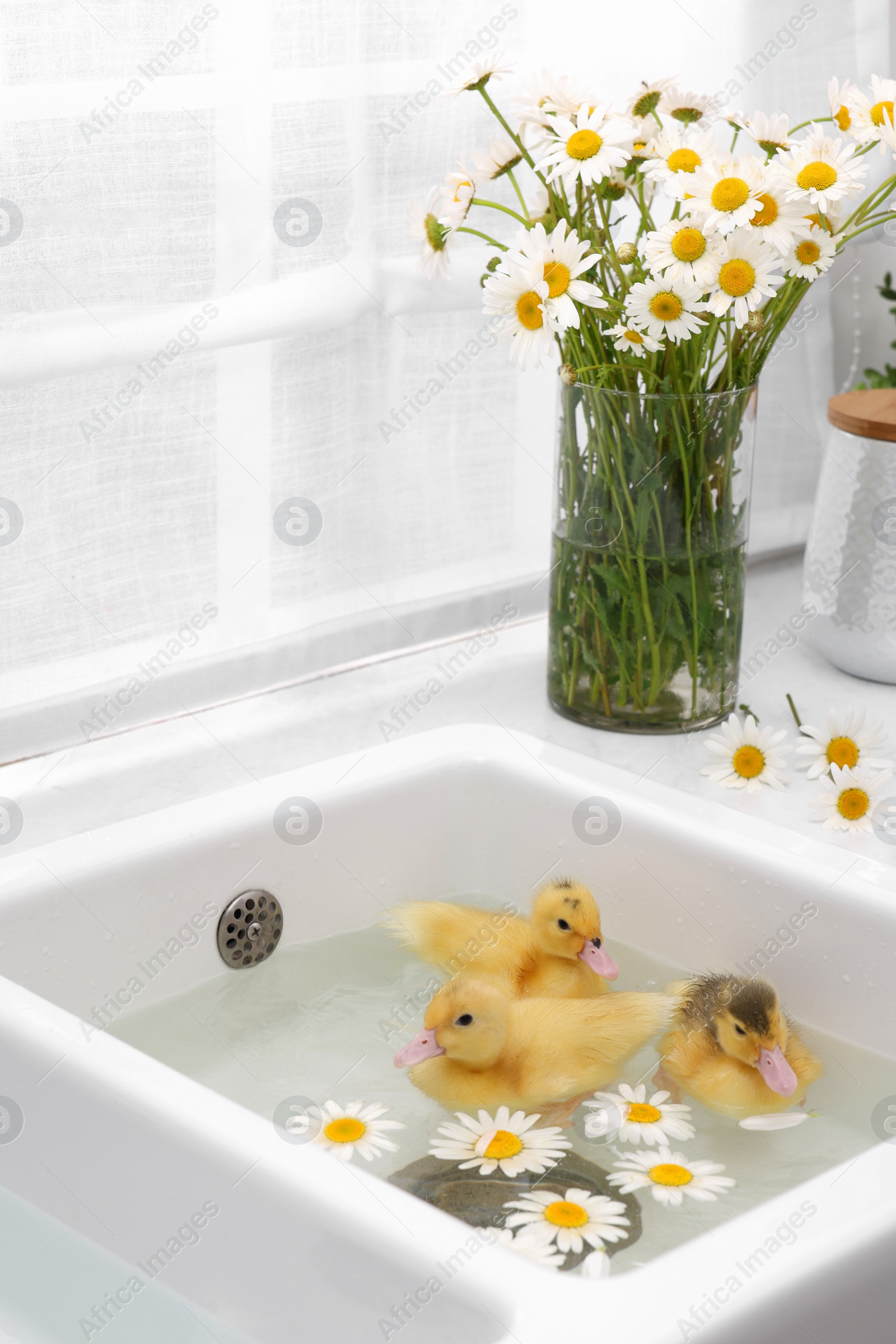 Photo of Cute fluffy ducklings swimming in sink with chamomiles indoors. Baby animals