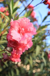 Photo of Beautiful pink oleander flowers growing outdoors, closeup